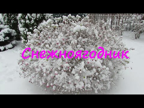 Снежноягодник - декоративный кустарник | Про Сад с Любовью