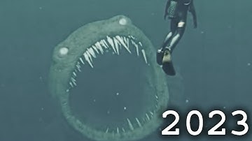 evolution of the Bloop