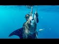 Striped marlin - south coast spearfishing