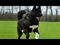 It's better to know these 10 Best Protection Dog Breeds の動画、YouTube動画。