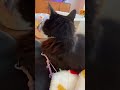 Kitty Watching TV