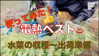 【自然栽培】電熱ベスト、お勧めです❗️じんわりしっかり暖か〜い♨️この時期億劫になりがちな外作業も楽々です⛄️