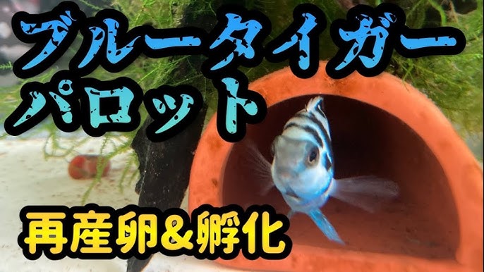 熱帯魚繁殖 ブルータイガーパロットの産卵 孵化 Youtube 熱帯魚繁殖 ブルータイガーパロットの産卵 孵化 Youtube