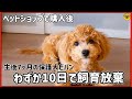 ペットショップで購入後10日後に飼育放棄された驚きの理由