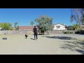 Soloshot 3 video with dog wearing the tag.  (See description)