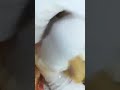 DOG HIT BY A CAR AND LEFT TO DIE DOG HIT BY A CAR AND LEFT TO DIE