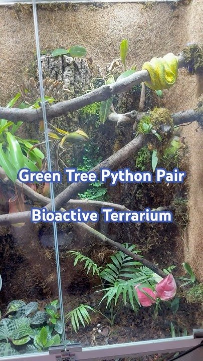 Green Tree Python pair Naturalistic Bioactive Terrarium update! #snake ...