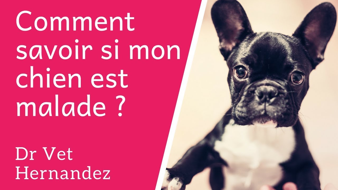 Spasfon & Chien qui a Mal au Ventre : Bonne Idée ? – Botaneo