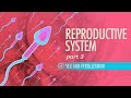 Reproductive System, Part 3 - Sex & Fertilization: Crash Course A&P #42