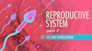 Reproductive System, Part 3 - Sex & Fertilization: Crash Course Anatomy & Physiology #42