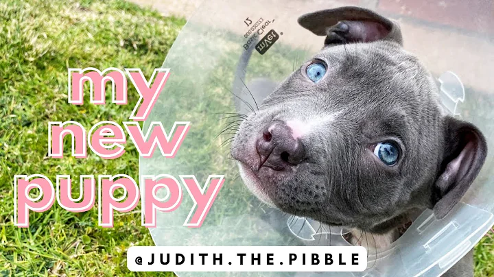 I ADOPTED A PUPPY | chewy haul, teaching puppy to ...