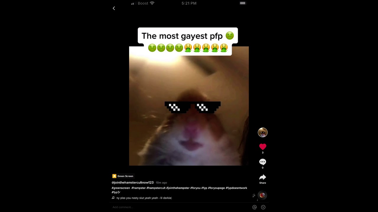 Hamster Cult Is The Best Join Us Youtube