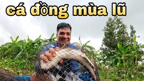 Quá nhiều cá ,chuột,, trên cánh đồng nước nổi - vũ heo