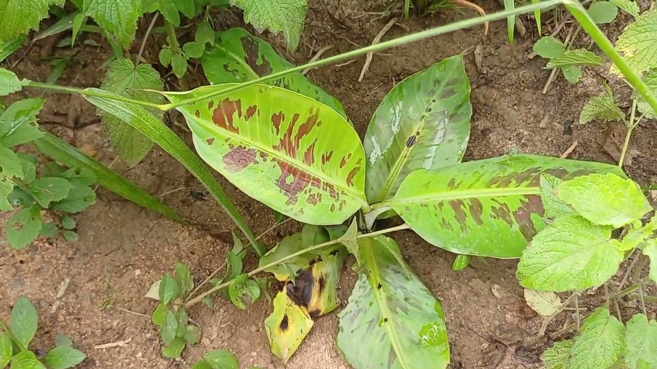Colheita de milho 🌽 e mostrando um pouco do pomar 