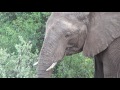 Breeding herd of (female) elephants next to the road eating trees