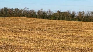 Куропатки спасаются бегством с поля.