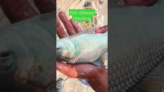 Fish disease checking by farmers