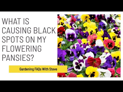 Video: Pansy Disease Guide: Identifiering and Treating Diseased Pansy Symptoms