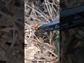 Coccinellidae - Бо́жья коро́вка - кокцинелли́д