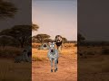 Why Zebras Are Nature’s Psychopaths 😱🦓 |  #facts #animals #animalfacts