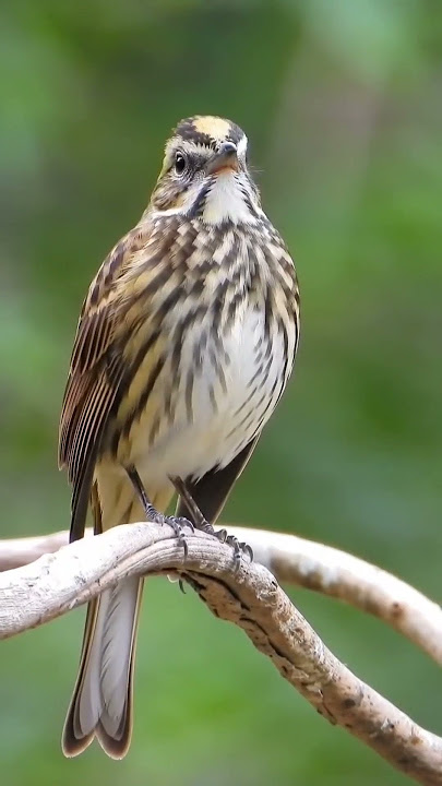 cucakrawa #relaxingvideos #birds #burungkicaudialamliar #kicaumania  #birdsounds #shorts #birdsong