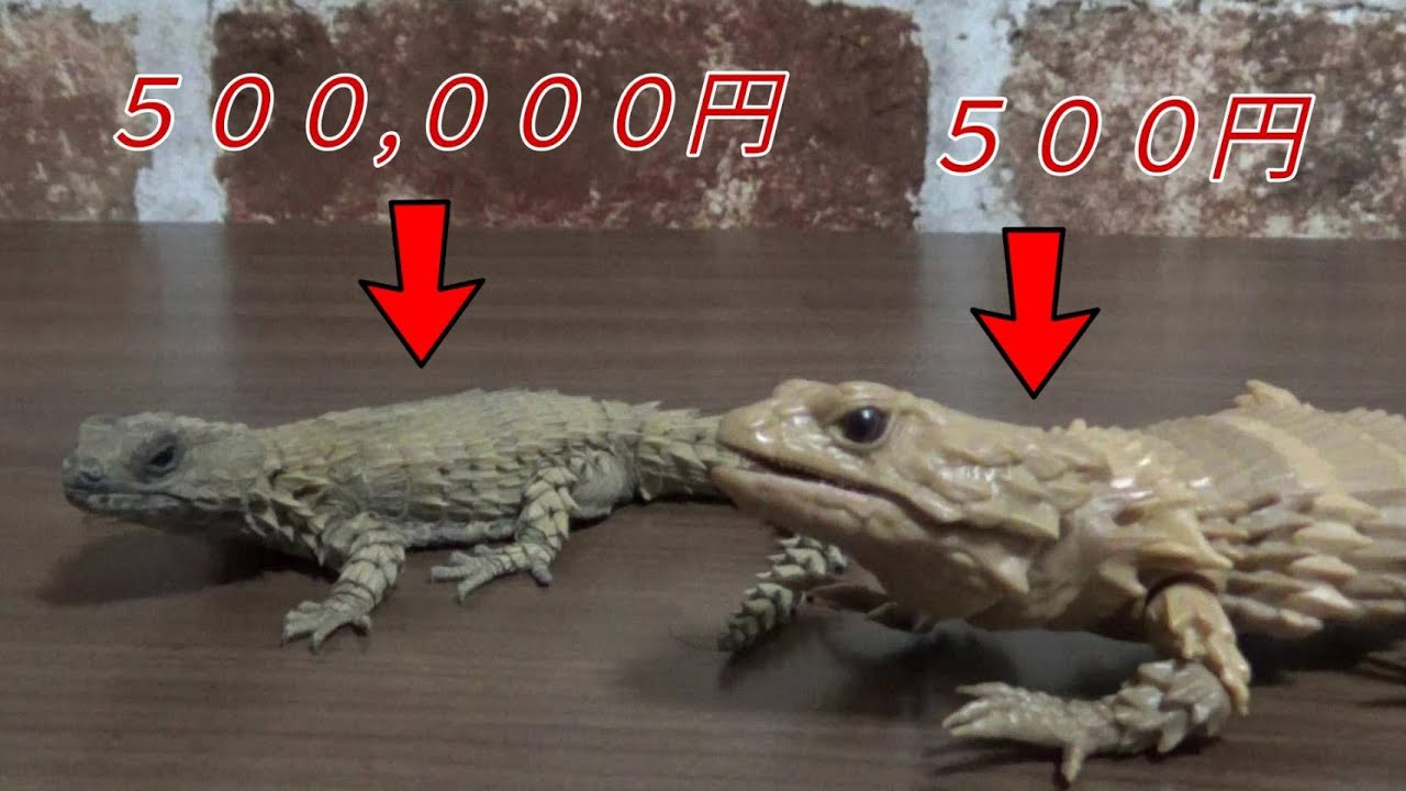 ５０万のアルマジロトカゲと５００円のアルマジロトカゲあなたはどっちを飼う Ouroborus Cataphractus Youtube