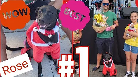 Dog Christmas Outfit Competition. Dog Fest. Rose g...