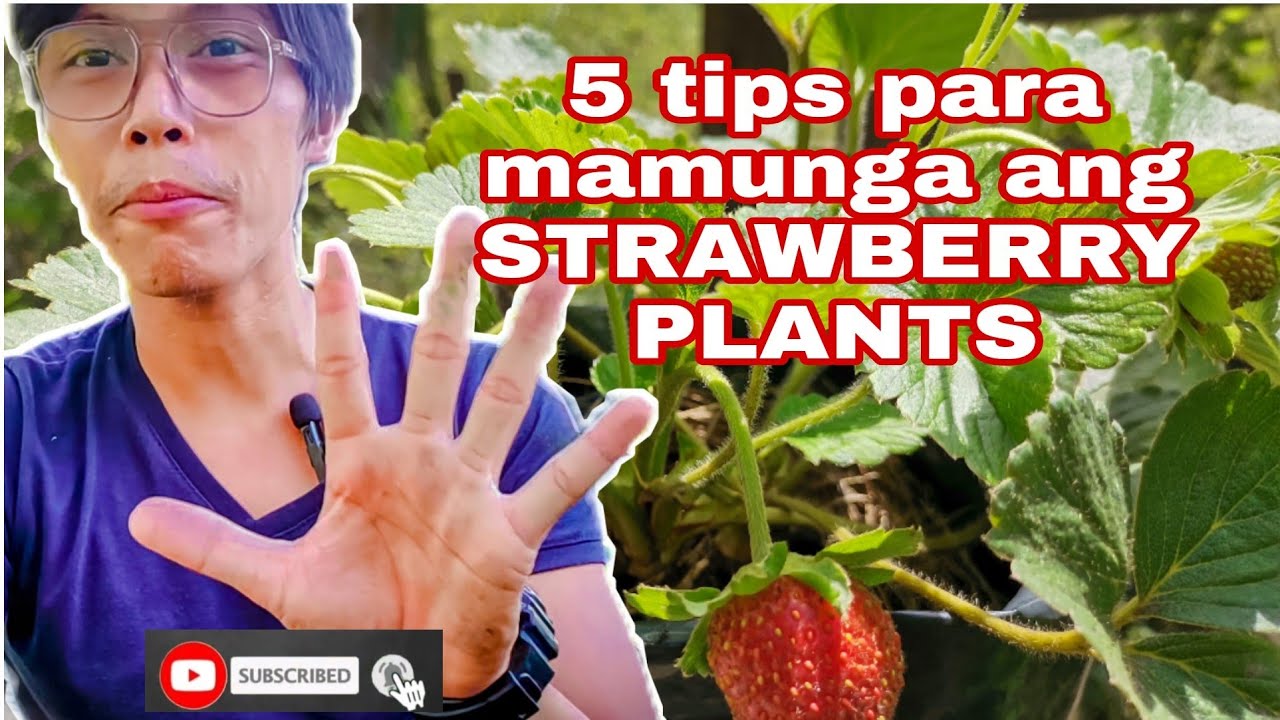 Strawberry sa Mainit na lugar 5 Tips para Mamunga ang Strawberry Plants #strawberry