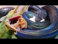 FEEDING SNAKES AND LIZARDS AT MY REPTILE ZOO!! | BRIAN BARCZYK