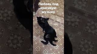 Будущий рождённый котопёс