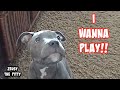 Cutest Puppy Learning How To Play Tug Of War!