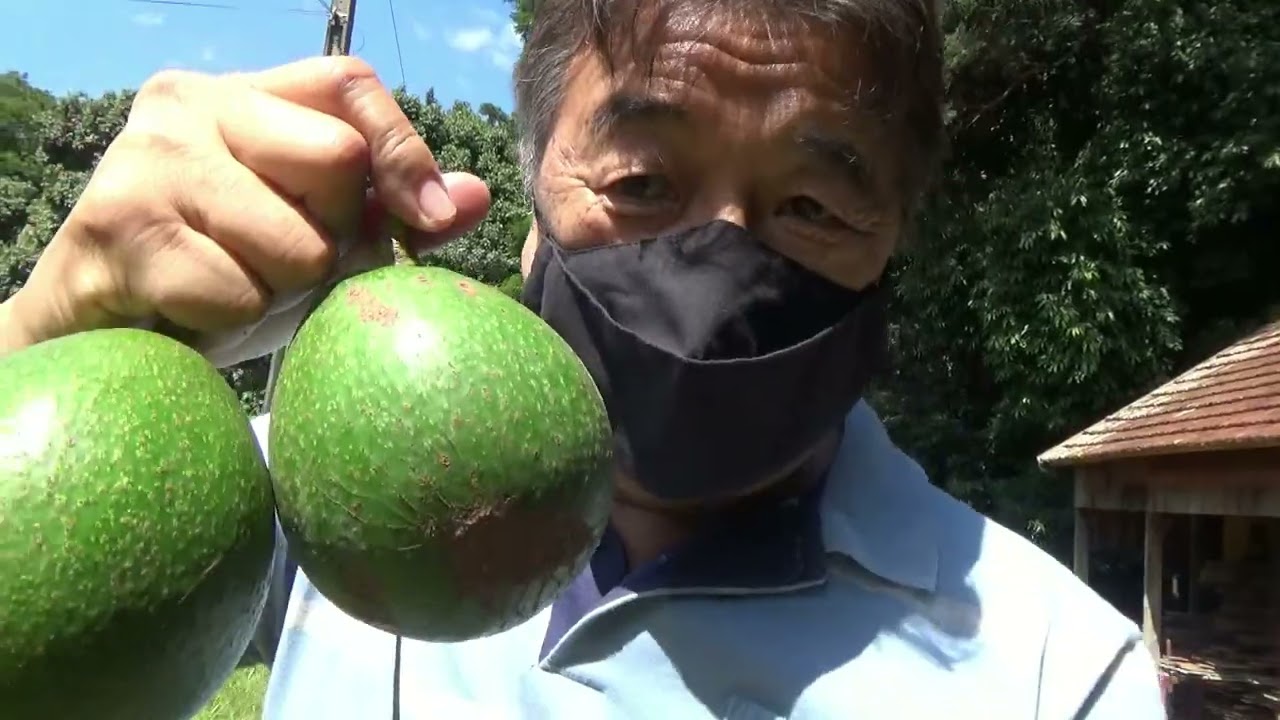 Tirando Muda de Abacate Através da Técnica de Alporquia 05/03/2022