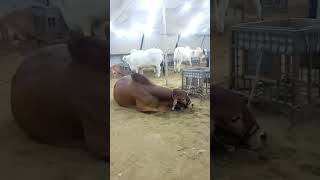 🦙🐮♥️ Resimi