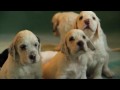 English Setters puppies ( 4 weeks). Kennel Marisett