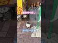 #通勤時間 #癒し #ペンギン