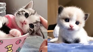 cat kitten video ❤❤ beautiful cat baby #lovecat #cute baby cat #leesha pal