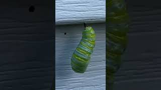 Caterpillar metamorphosing into a chrysalis