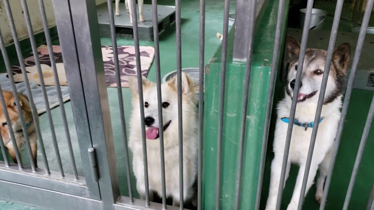 20190510 茨城県動物指導センター収容犬を迎えてあげていただけませんか。 YouTube