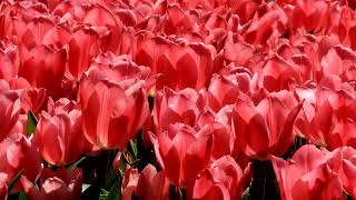 ♦ Amazing color Tulips  ♦