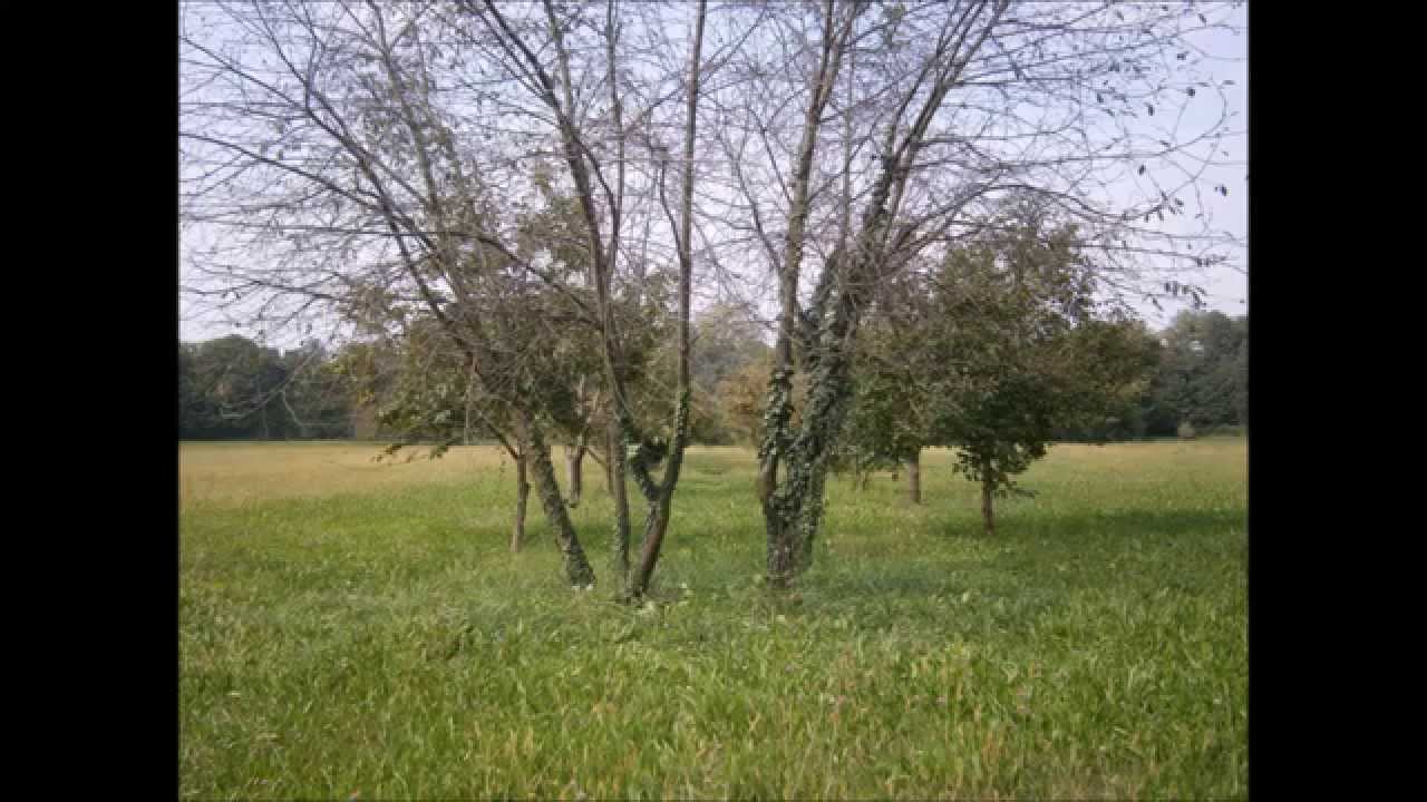 le-motte-di-sotto-san-martino-di-lupari-castello-di-godego-vasco