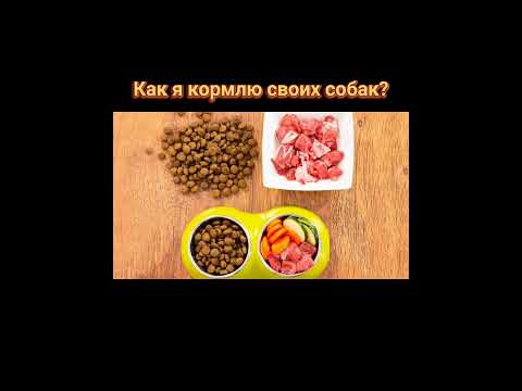 Видео: Үхрийн пироплазмоз: үхрийн этиологи, шалтгаан, шинж тэмдэг, шинж тэмдэг, эмчилгээ