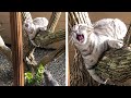 Weekly Funny Cats 😹 And Dogs 🐶 Videos - Try Not To Laugh!