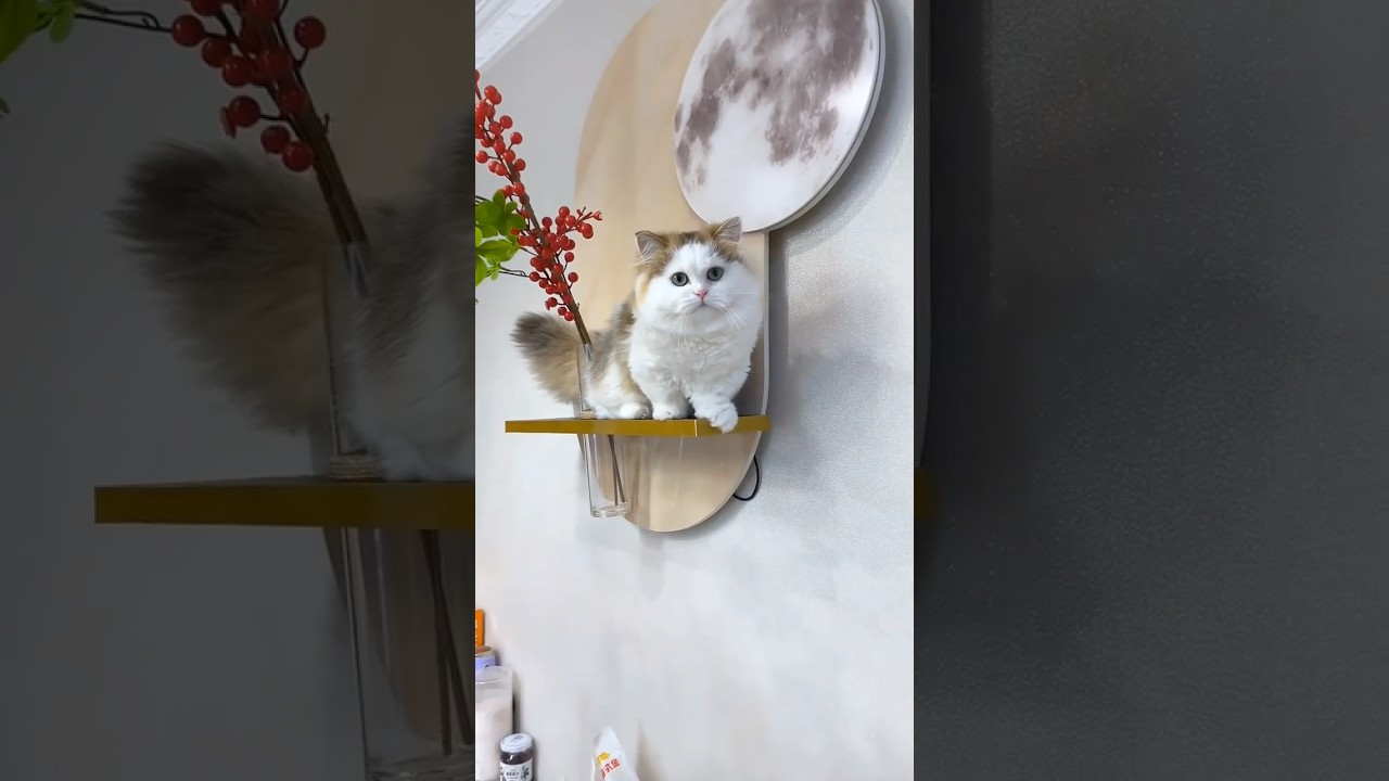 This family helped the poor kitten😍Hertwaring story