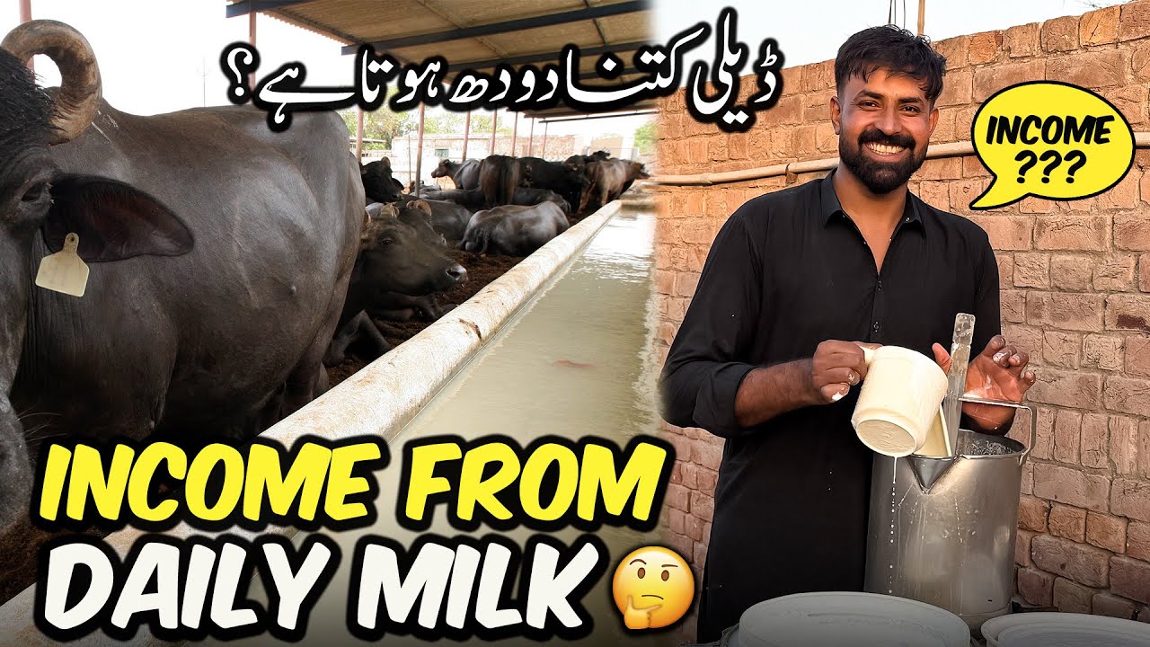 How Much Our Income From Daily Milk 💰 | روزانہ کتنا دودھ ہوتا ہے