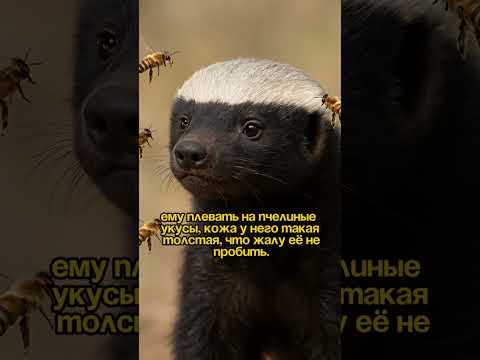 #хочуфакты #планета #животные #необычныефакты #странныефакты #факты #интересныефакты