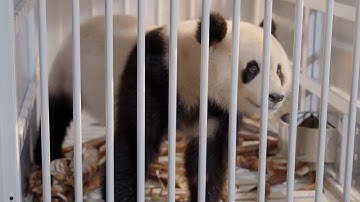 Video of the Day: Pandas return to Washington, D.C.