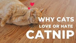 The Science Behind Catnip: Why Cats Love (or Ignore) It