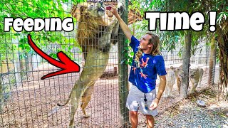 FEEDING MASSIVE TUNA TO LION PRIDE ! {LIONS, TIGERS, JAGUARS}