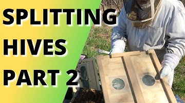 Splitting hives Part 2