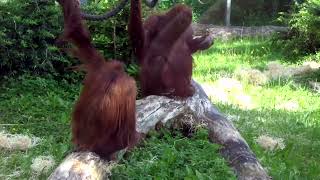 Ausflug  Zoo 2015 Orangutan  von Dagmar Ingr